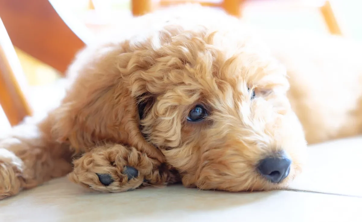 Os sintomas de giárdia canina incluem diarreia, desidratação e até letargia