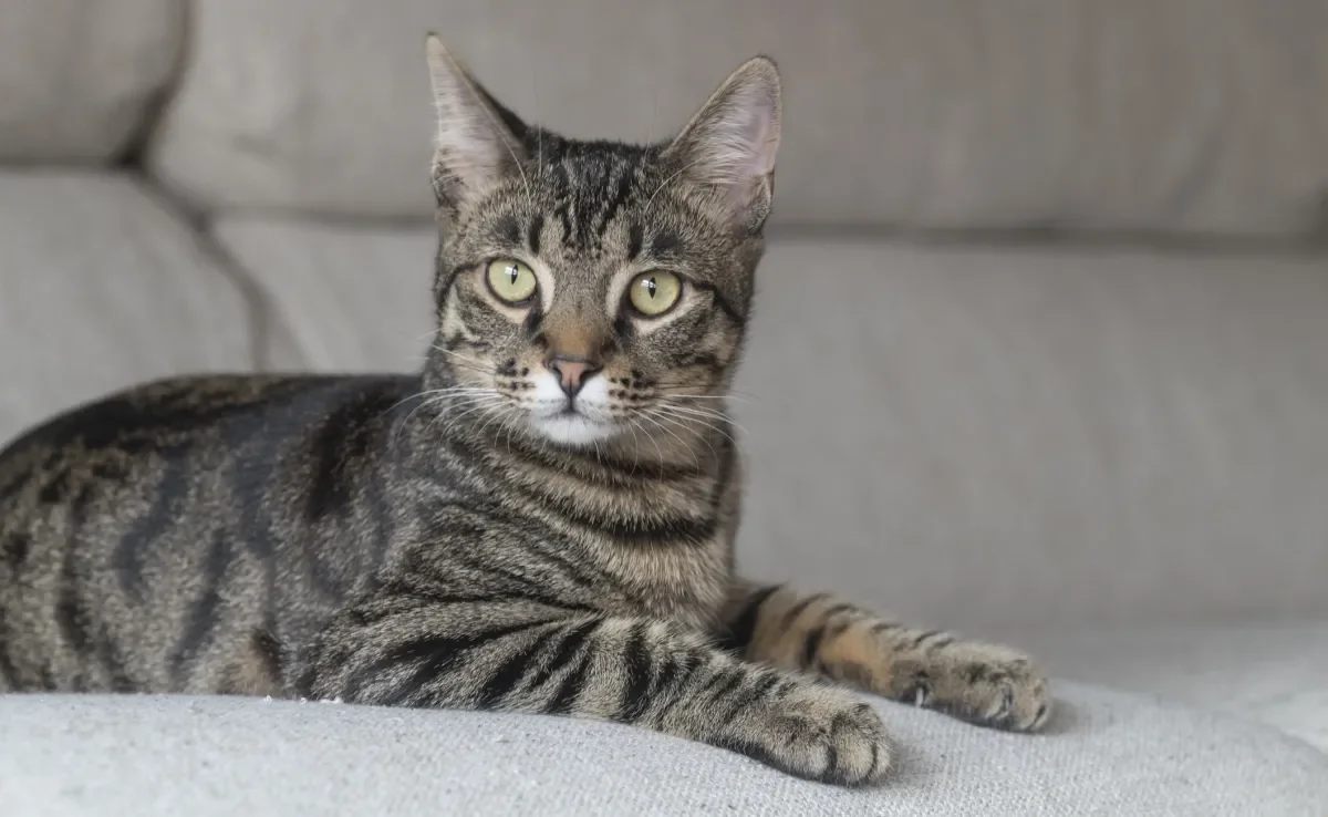 Por culpa da desinformação, a toxoplasmose ficou conhecida como “doença do gato”