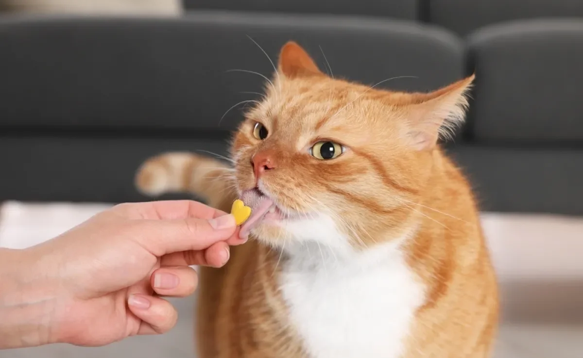 O ômega 3 para gatos ajuda na saúde do coração e do cérebro