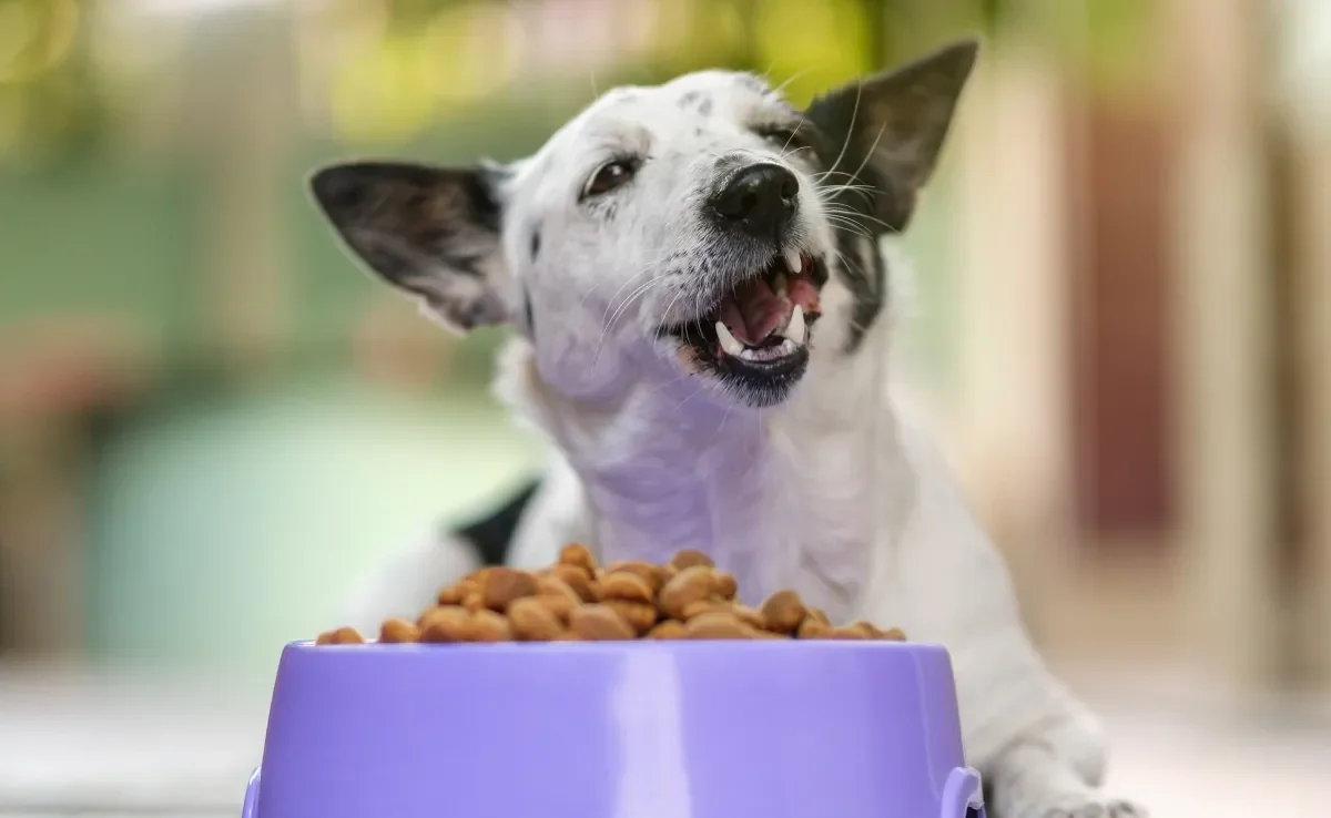 Entusiasmo ao comer a ração é um bom sinal de que seu cão gosta da comida
