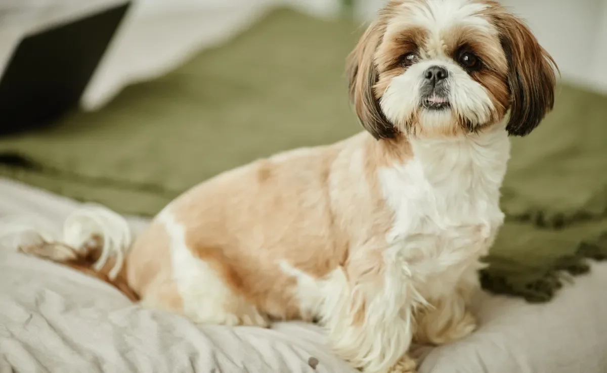O cachorro Shih Tzu está entre as raças mais populares do Brasil