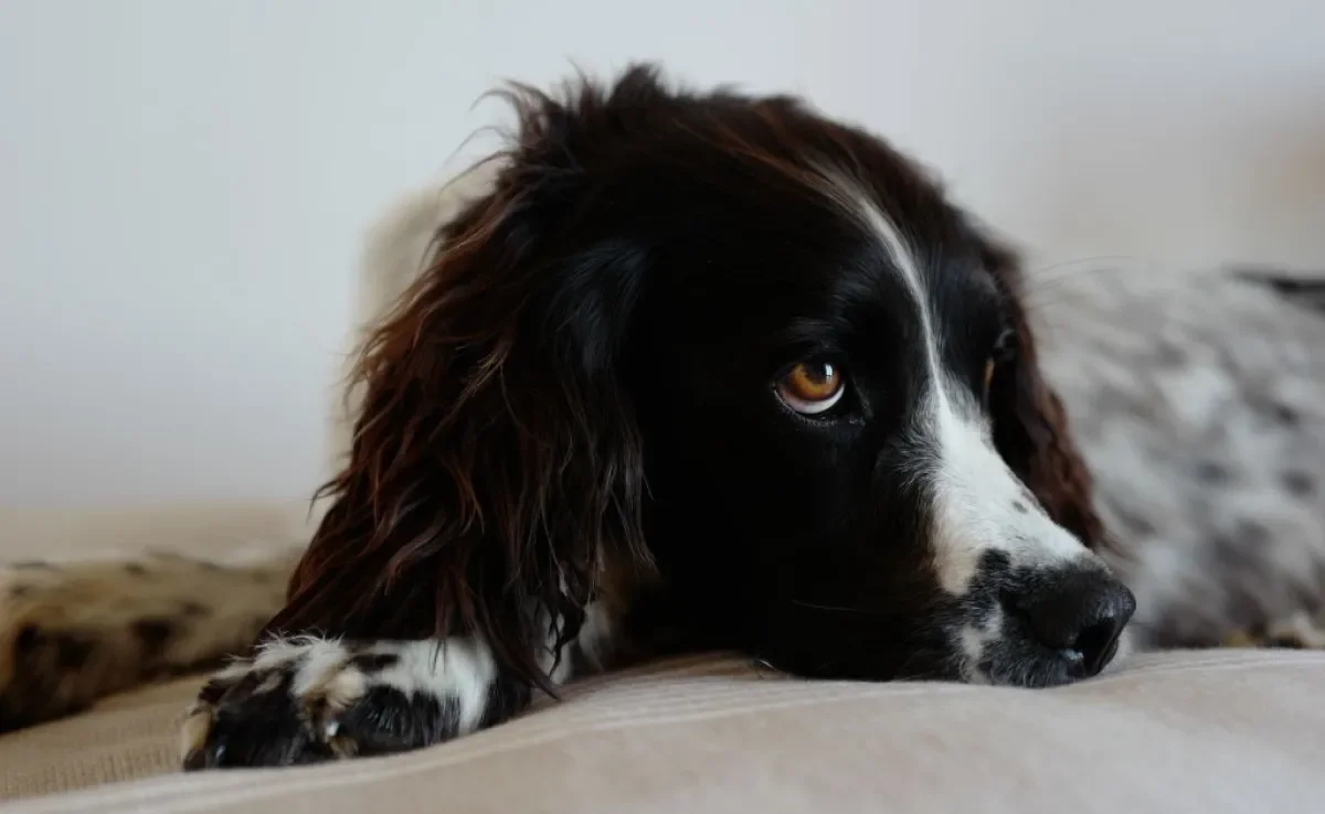 Saber como o seu cão normalmente se comporta ajuda a identificar possíveis problemas de saúde