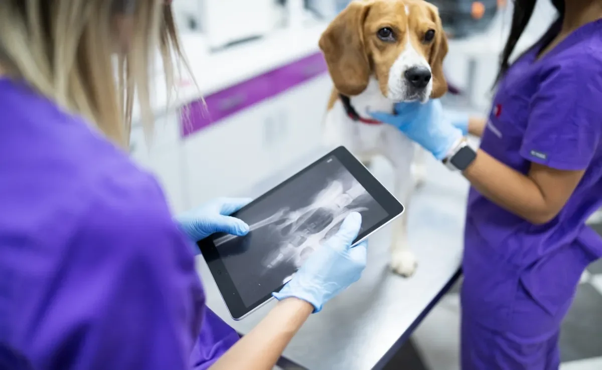 A tomografia em cachorro é ideal para investigar problemas de saúde com mais precisão