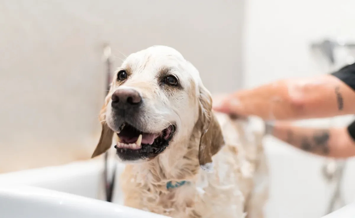 Escolher um shampoo para cachorro apropriado para as características do seu pet é essencial