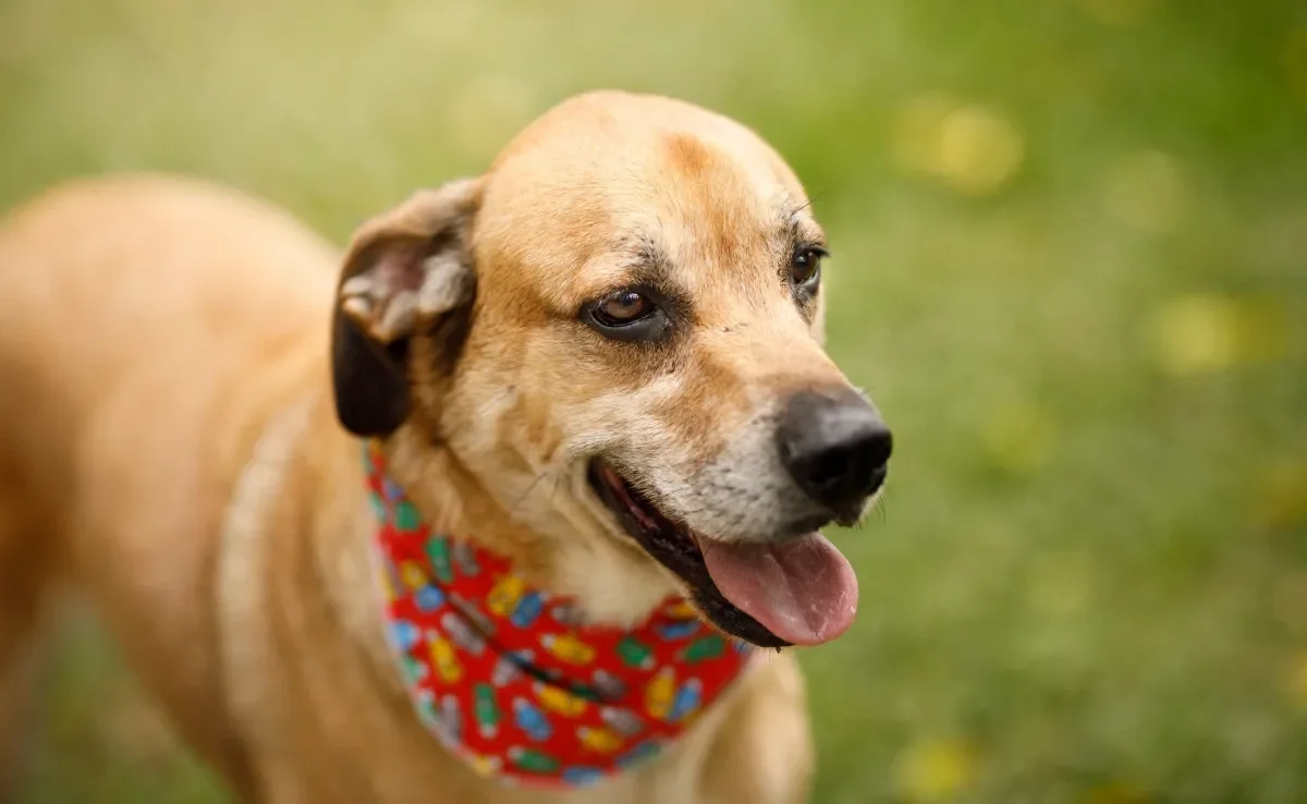 Comer muito rápido, excitação e mudanças de temperatura podem deixar o cachorro com soluço