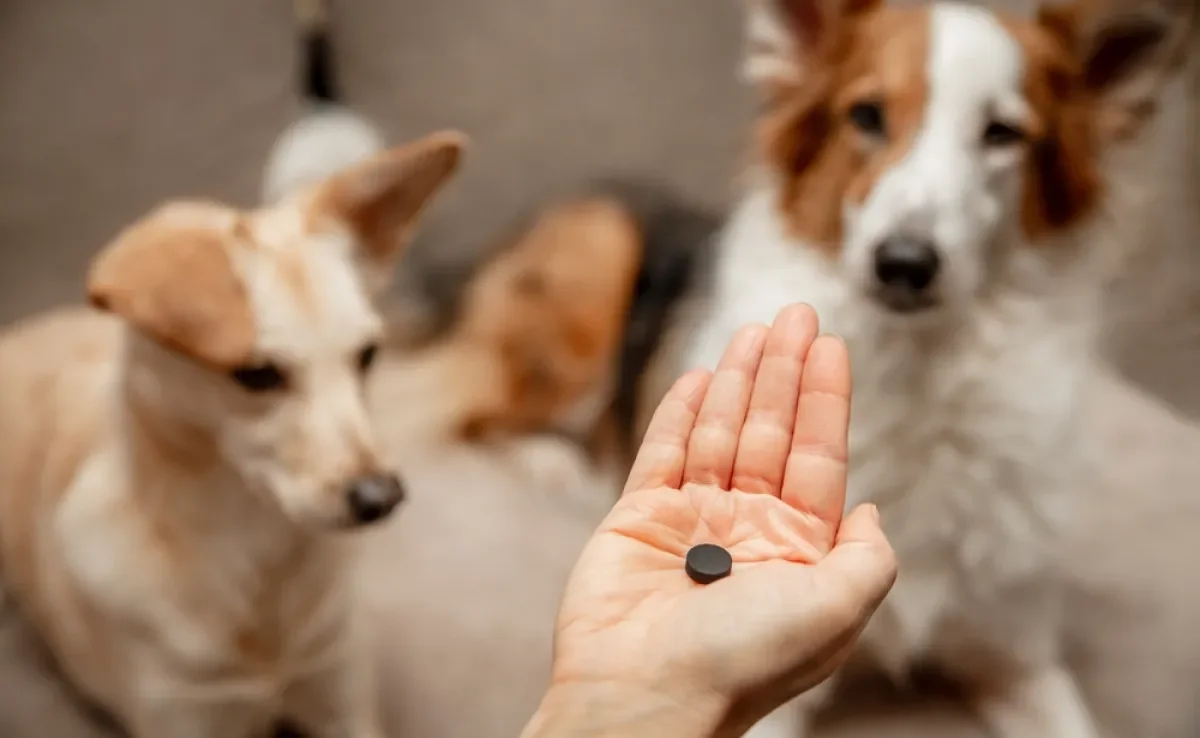 O carvão ativado para cachorro é indicado em situações de intoxicação ou envenenamento