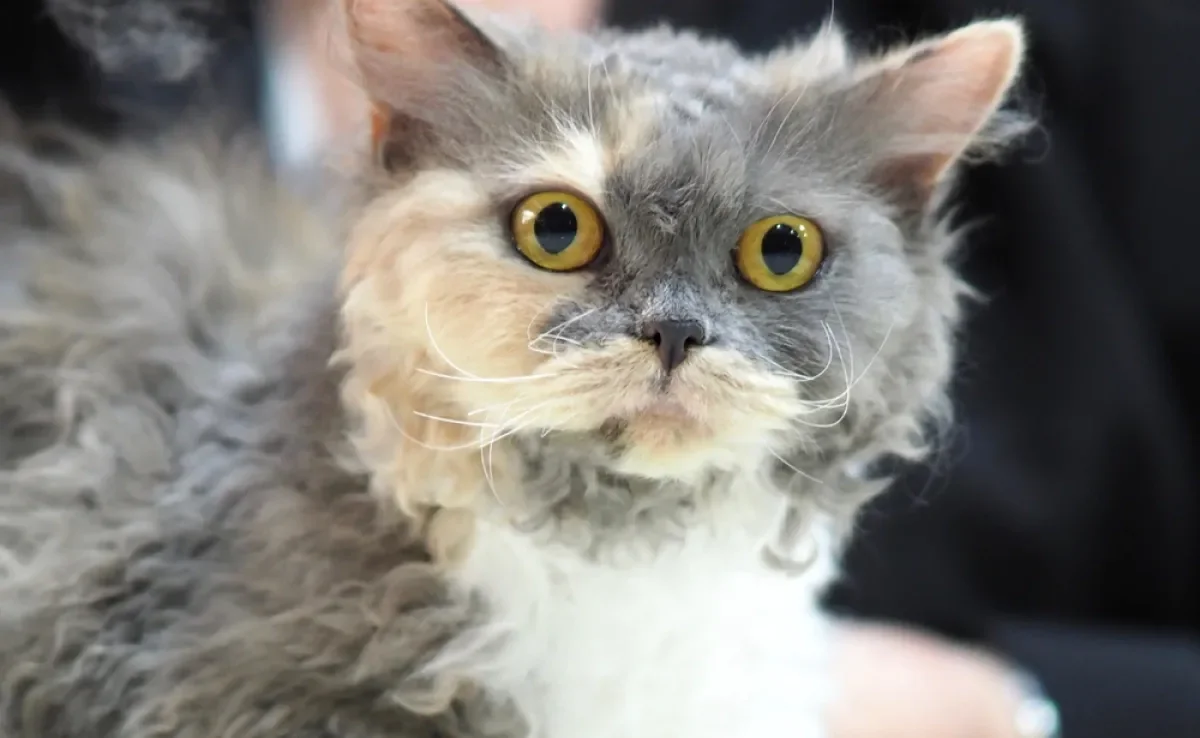 O Selkirk Rex é um gato de pelagem naturalmente cacheada, com personalidade tranquila e carinhosa