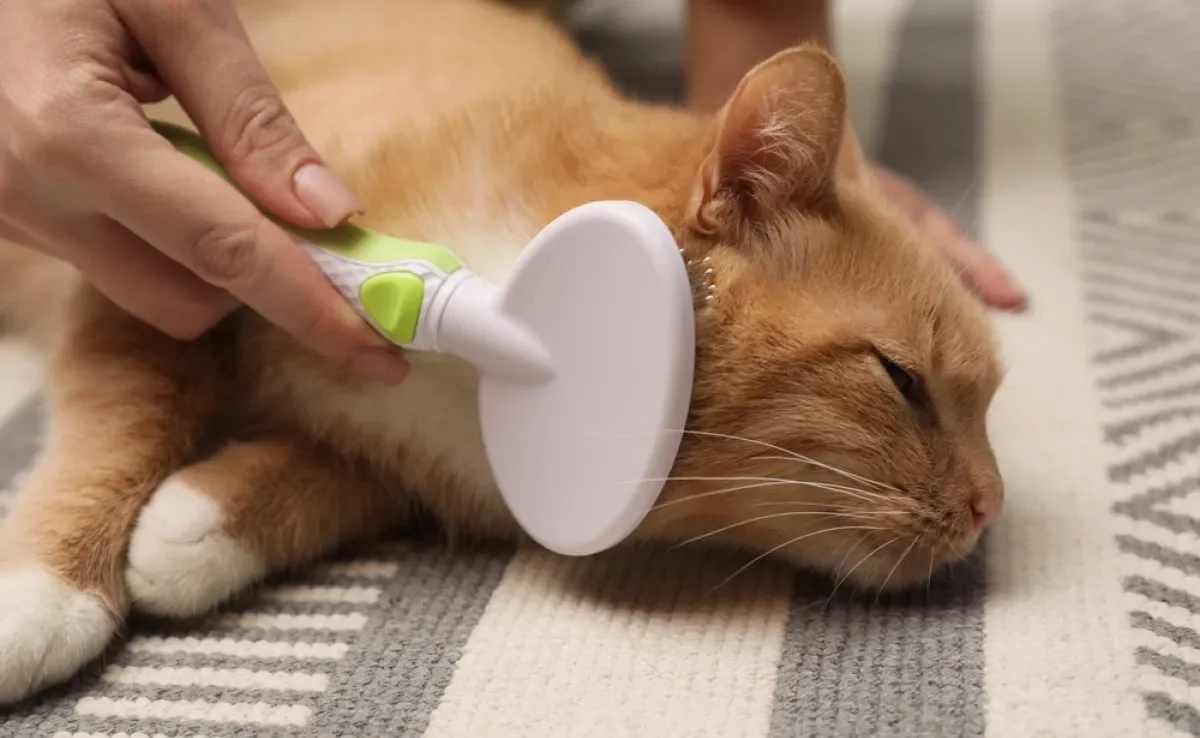 Hábito de escovar o pelo de gato ajuda a prevenir nós e bolas de pelos no estômago