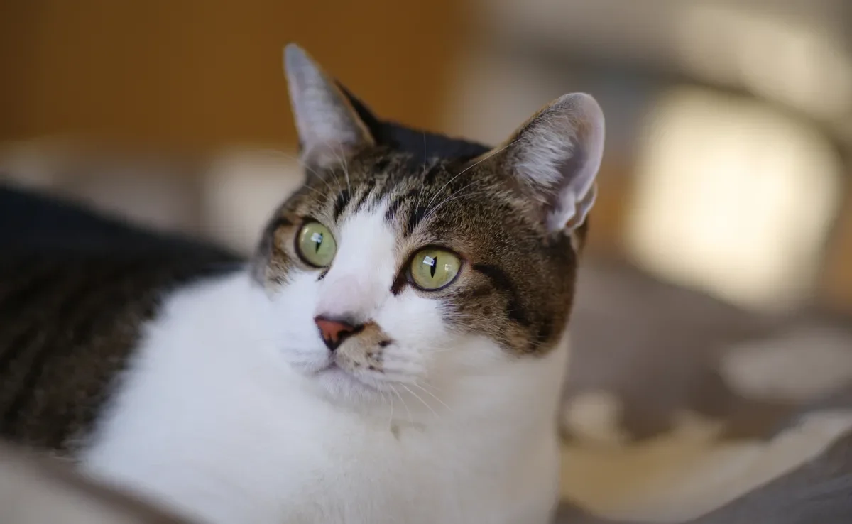 Tutores devem ter uma ideia da idade de gato para oferecer os cuidados mais adequados