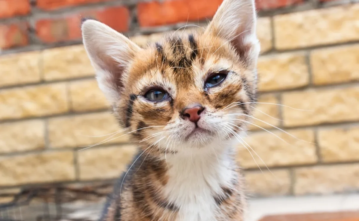 Gato filhote com olho remelando nem sempre é sinal de algum problema mais sério