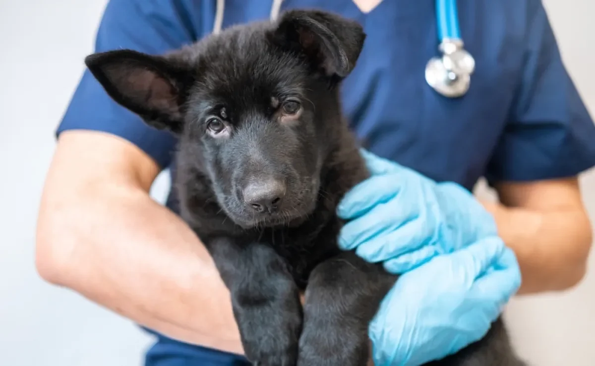 A parvovirose atinge principalmente os filhotes e cães não vacinados