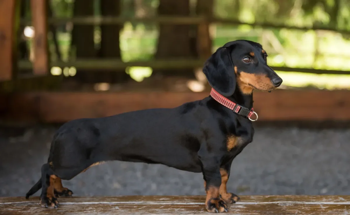 Existem vários tipos de cachorro Dachshund, que variam em cor, pelagem e tamanho