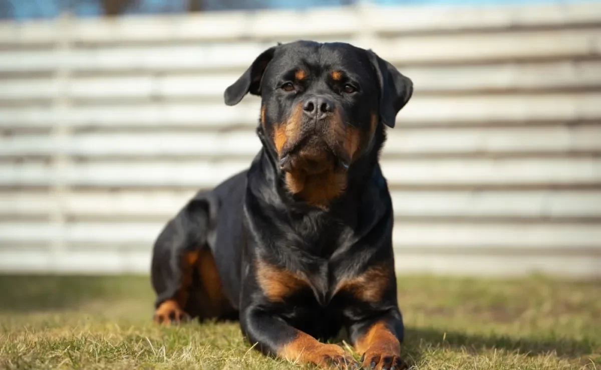 O Rottweiler “cabeça de touro” é uma variação não oficial do Rottweiler original