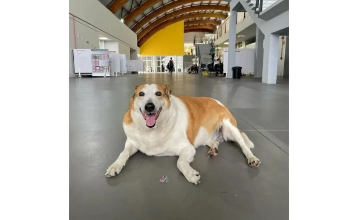Cachorro Silveira Podrão é o mascote oficial da Universidade Federal de Santa Maria, no RS