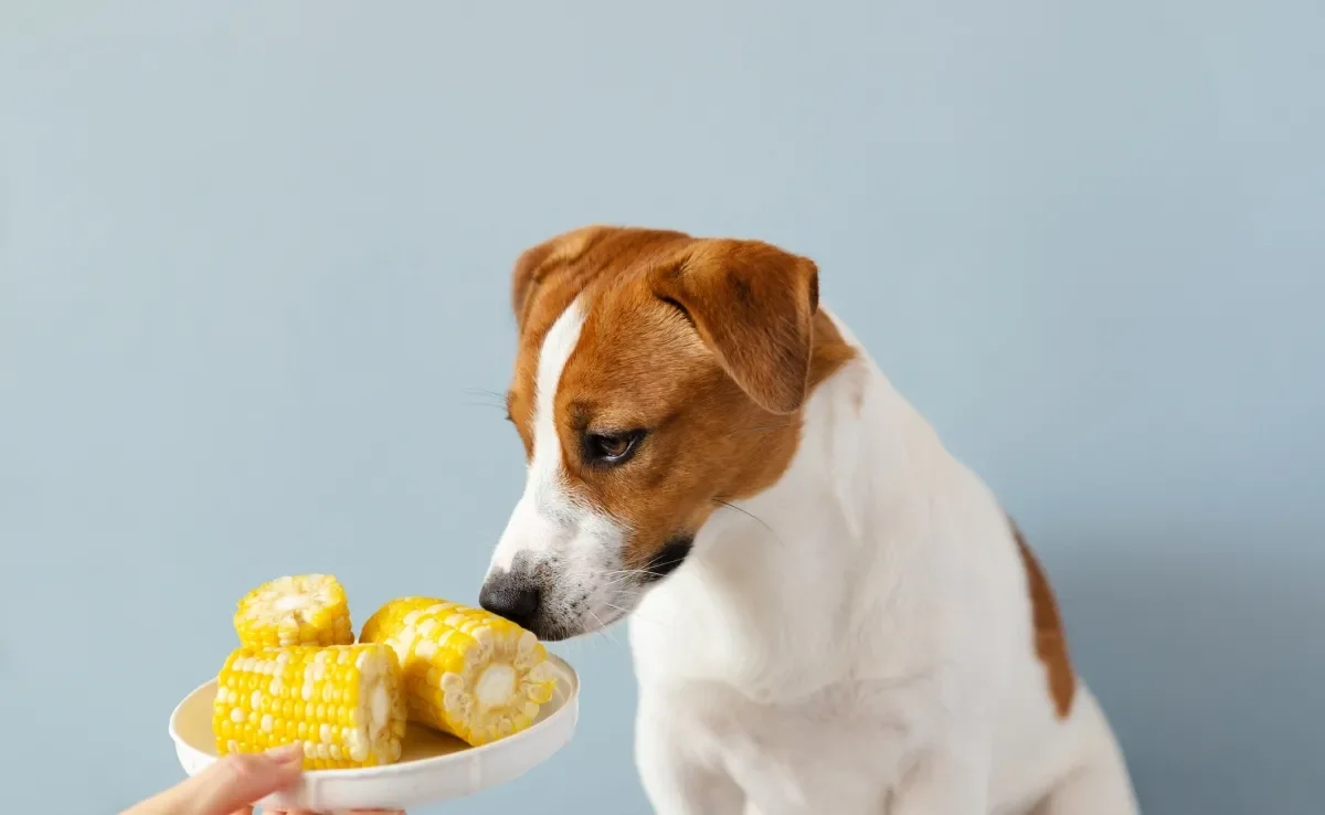 Milho pode ser oferecido aos cães, mas seguindo alguns cuidados importantes
