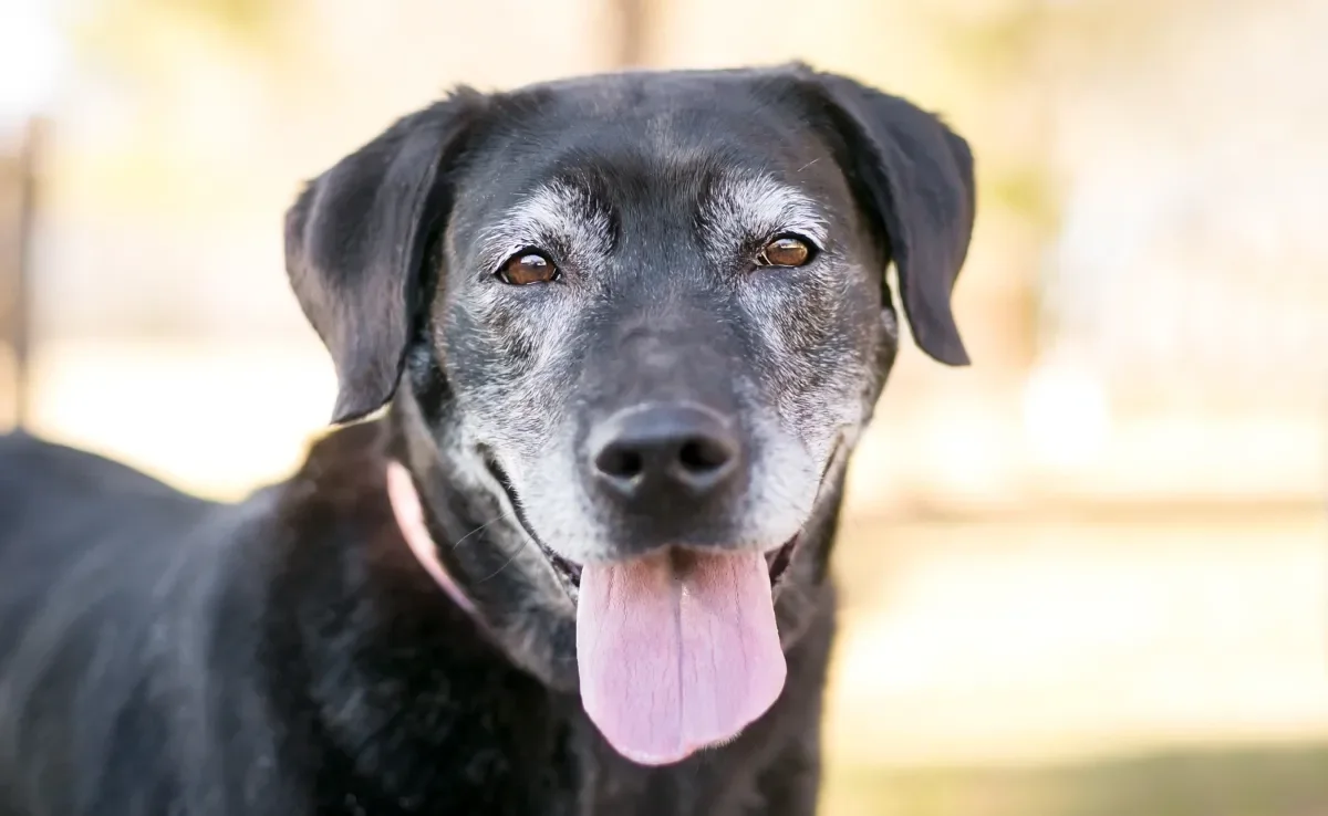 Cachorro idoso demanda cuidados especiais do tutor para viver bem nessa fase de vida