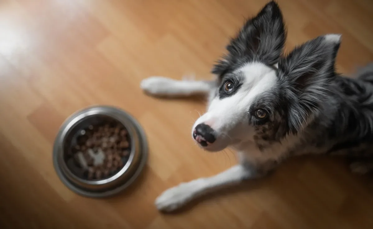 Se seu cachorro não quer comer, pode ser hora de levá-lo ao veterinário para uma avaliação