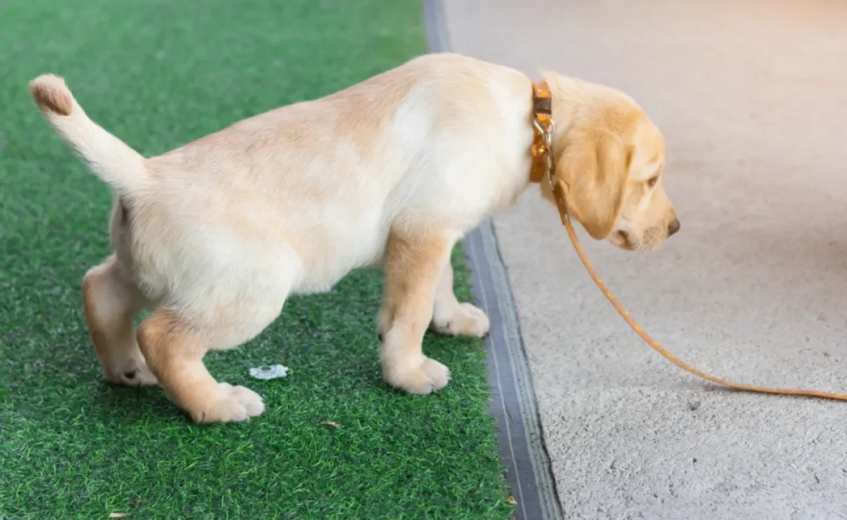 Cachorro urinando sangue pode estar sofrendo com cistite ou outros problemas urinários