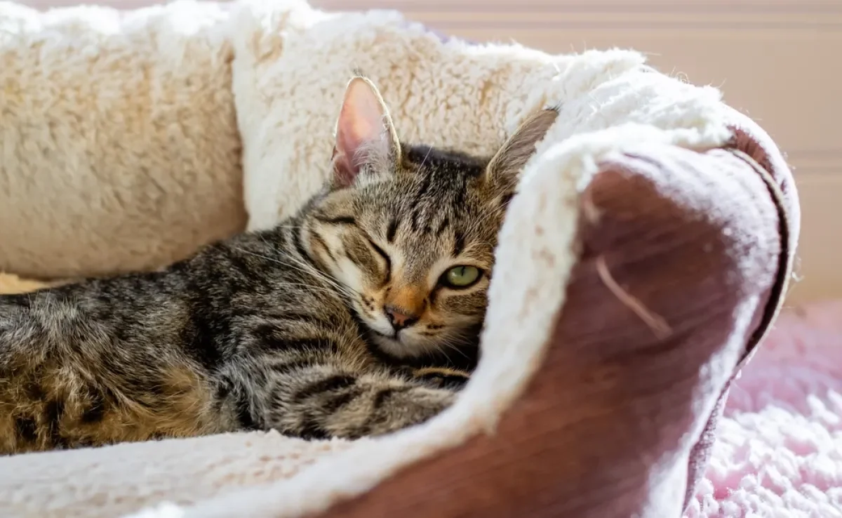 Existem diferentes modelos de cama para gato no mercado, de iglu a saco de dormir