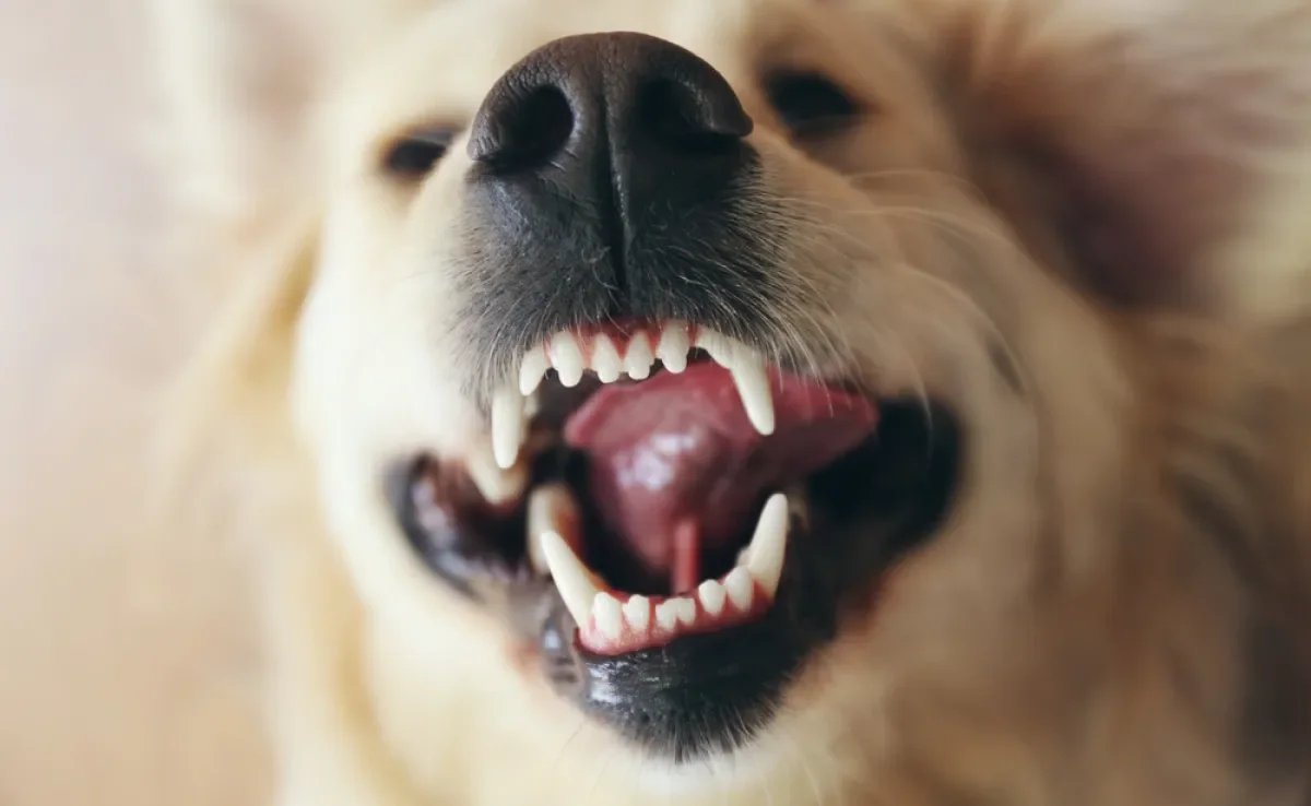 Os dentes de cachorro devem começar a ser escovados ainda na fase de filhote