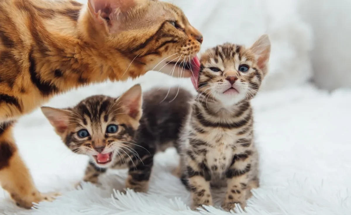 Filhote de gato só pode iniciar o desmame após 4 semanas de vida