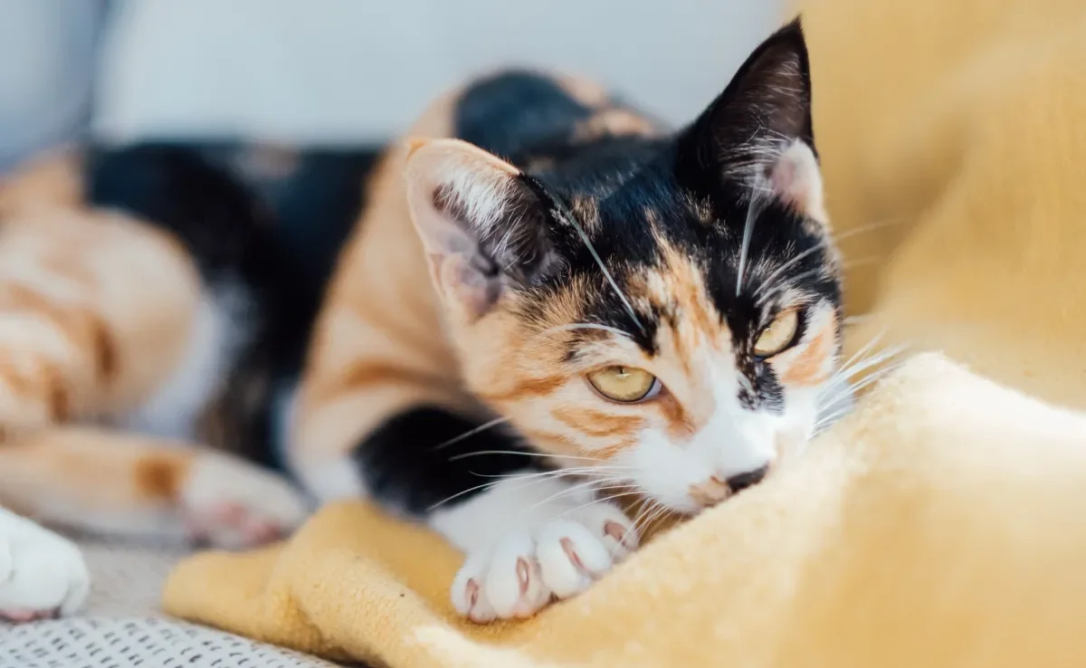 O gato amassando pãozinho tem relação com lembranças da infância e marcação de território