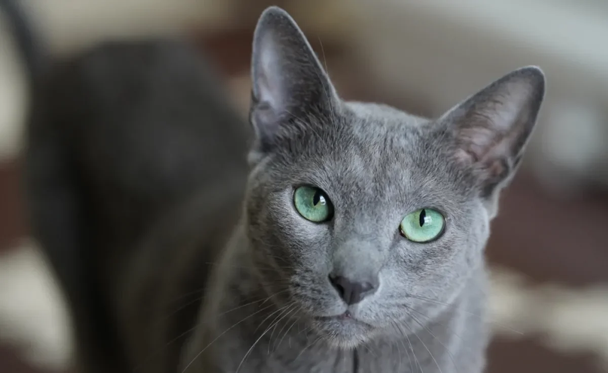 O gato Azul Russo é conhecido por sua pelagem cinza-azulada e olhos verdes