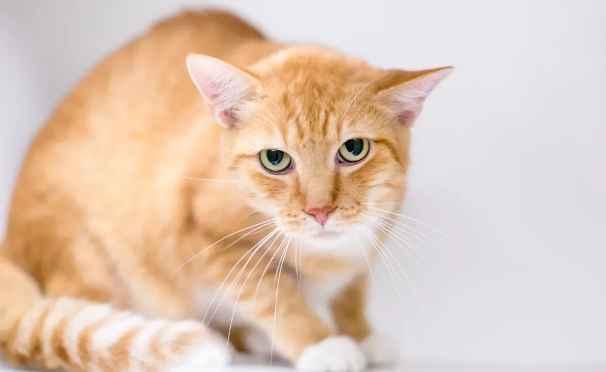 Tremores, pupilas dilatadas e respiração ofegante são sinais comuns de gato estressado