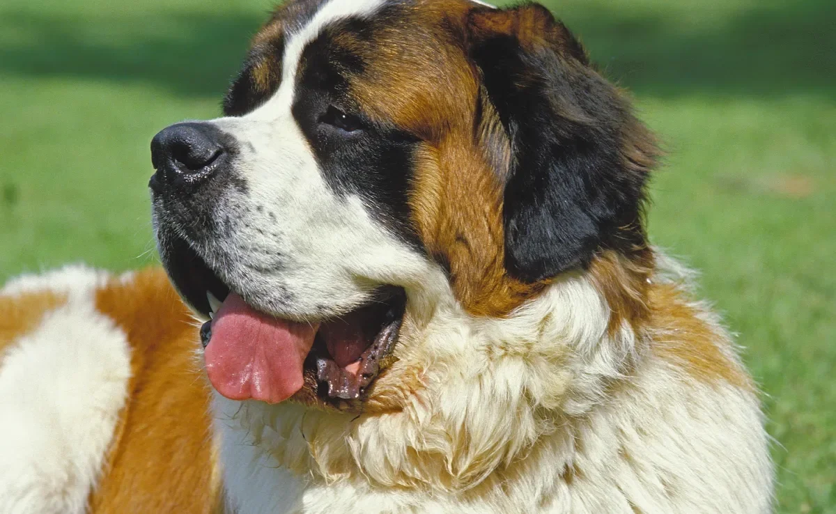 O cachorro São Bernardo é grande, forte e muito sociável