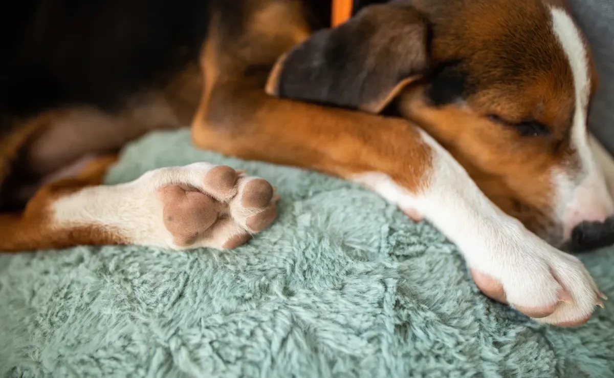 Em dias frios, é muito importante observar as patas de cachorro para evitar problemas