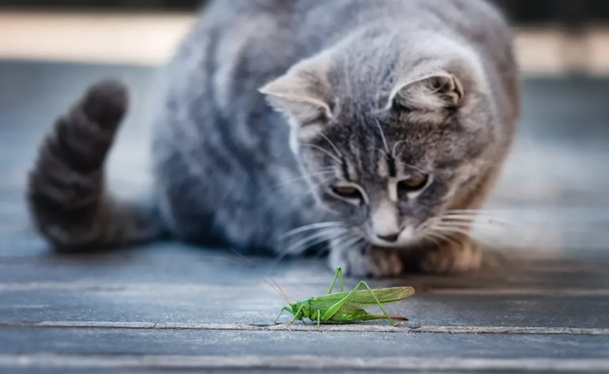 Nem todo inseto é inofensivo para os gatos e podem causar problemas aos felinos