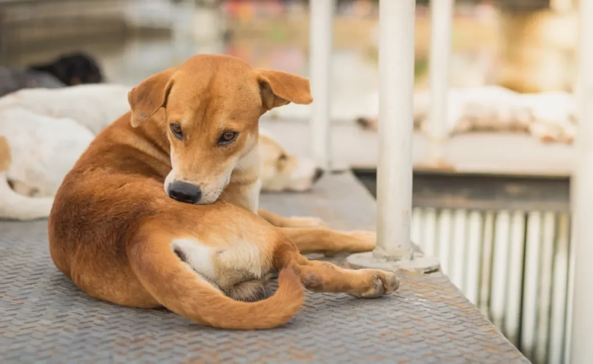 A sarna em cachorro está relacionada a fatores do ambiente e até do comportamento do animal