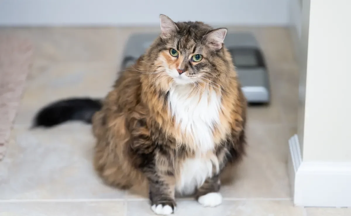 Um gato obeso pode ter vários problemas de saúde e menor expectativa de vida