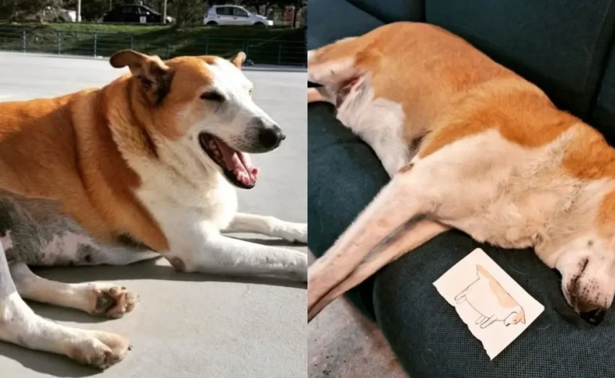 Silveira Podrão é um cãozinho comunitário da UFSM que foi diagnosticado com obesidade canina