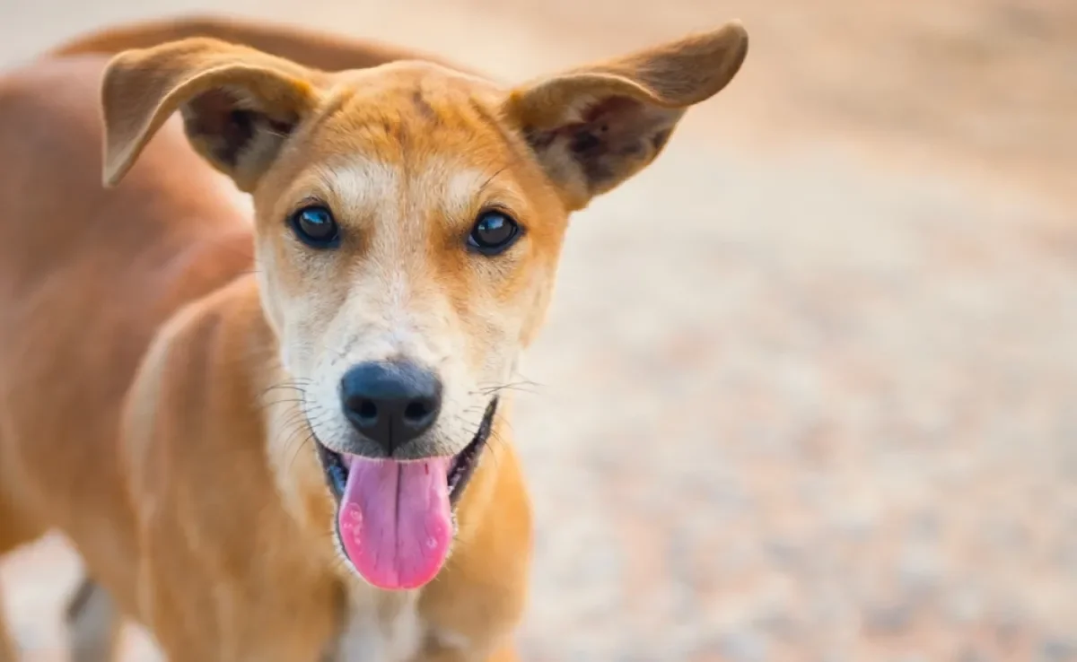 Sonhar com cachorro pode ter muitos significados e alguns revelam muito sobre suas emoções
