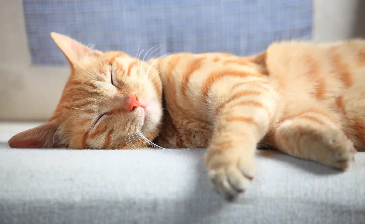 Sonhar com gato pode ter relação com sentimentos diversos, conflitos internos e percepções