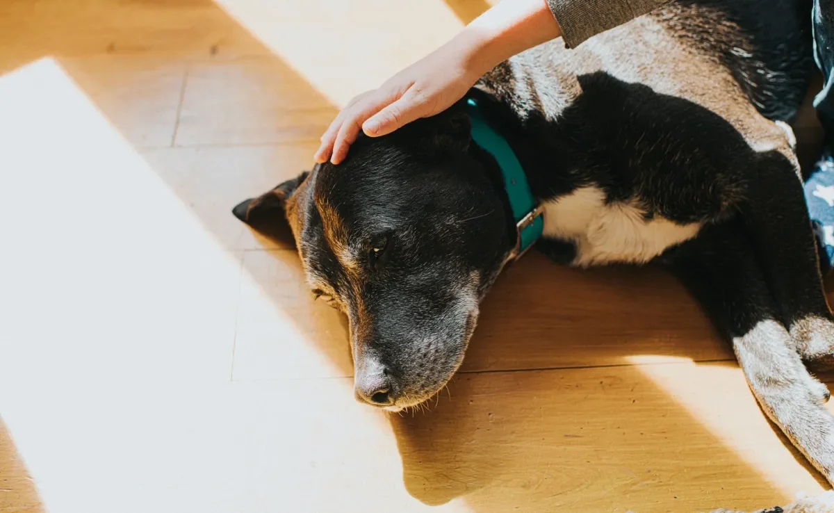 A depressão canina afeta bastante o bem-estar e a qualidade de vida dos pets