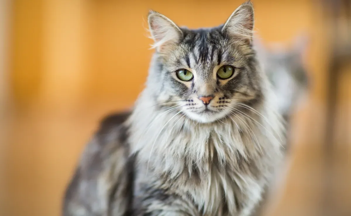 A caspa em gatos é comum, mas pode ter relação com alguns problemas de saúde mais sérios