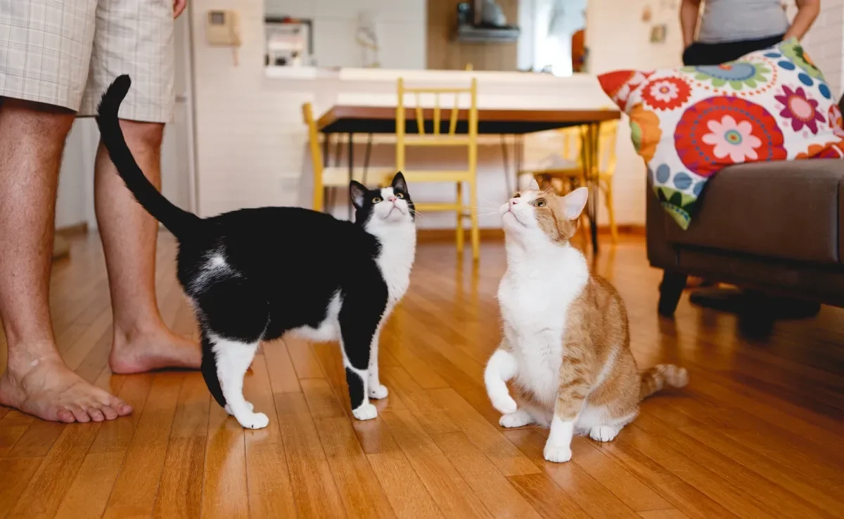 Fazer gatos adultos se acostumarem nem sempre é fácil e pode levar tempo