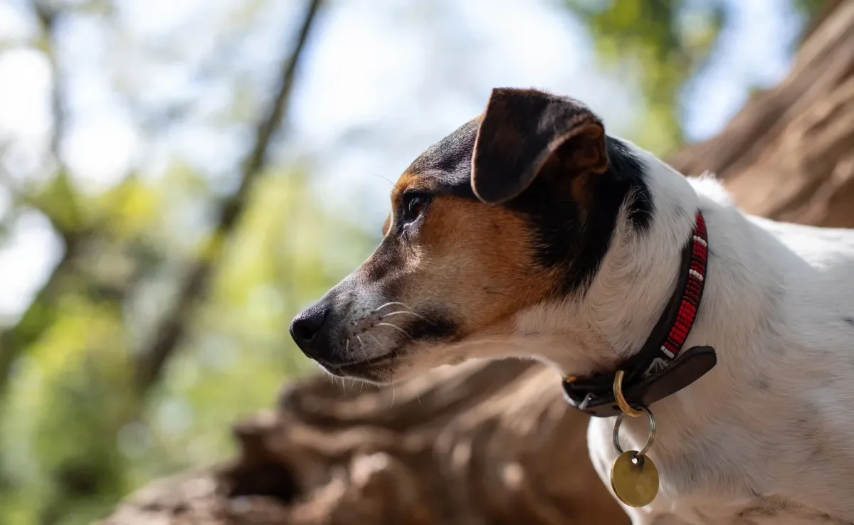 Ao escolher a coleira para cachorro, você deve considerar o material, o modelo e até o porte do seu cão