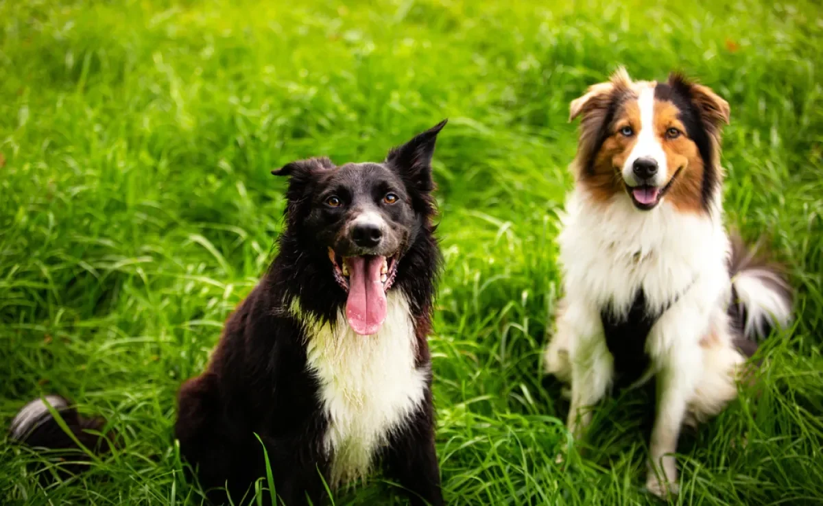 O Border Collie e o Pastor Australiano são muito parecidos, mas têm diferenças sutis