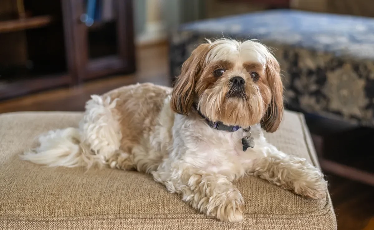 O focinho achatado e o corpo alongado favorecem o aparecimento de diversas doenças no Shih Tzu