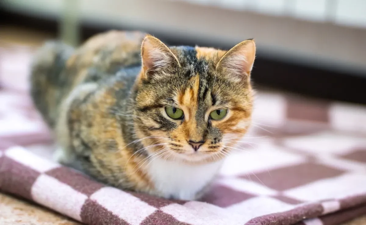 Perda de peso e falta de apetite são sintomas de diversos problemas de saúde em gatos