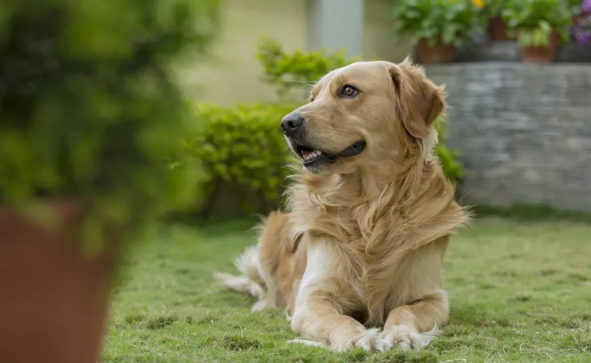 Além de causar coceira, os carrapatos podem transmitir doenças graves para os pets