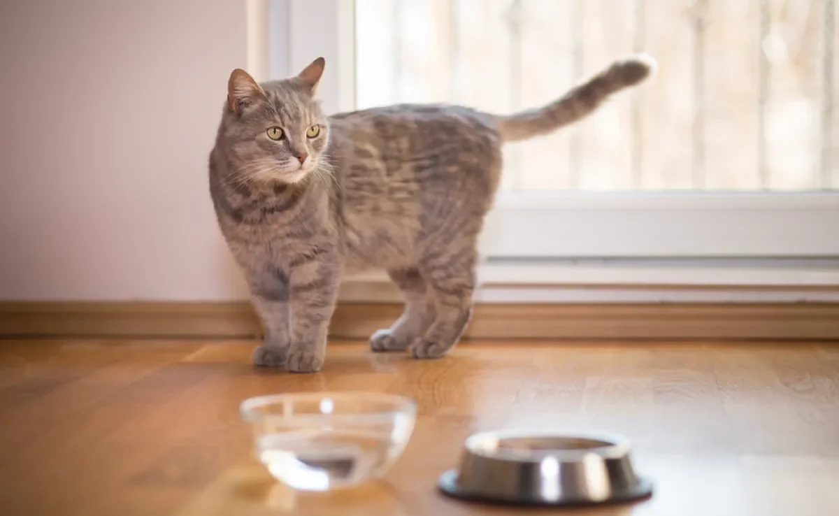 Gatos bebem pouca água por natureza, mas a hidratação é essencial para evitar problemas de saúde