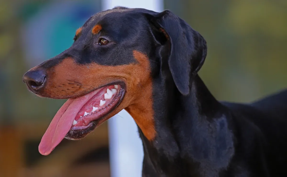 Tártaro, gengivite e mau hálito estão entre os principais problemas bucais em cães