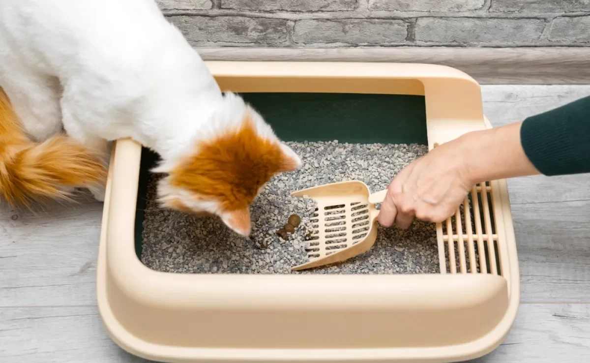 Muco e sangue nas fezes do gato podem ser sinal de que algo está errado com o pet