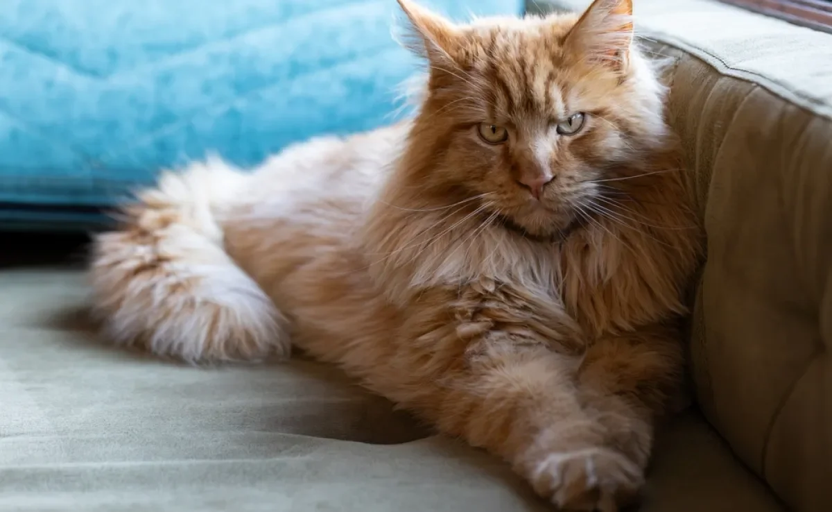O Maine Coon é uma das raças de gato grande mais conhecidas do mundo