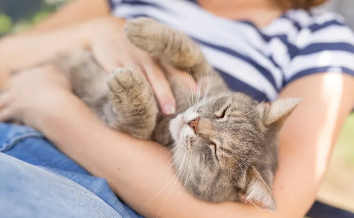 Apesar da fama de independentes, algumas raças de gato são bastante carentes e amorosas