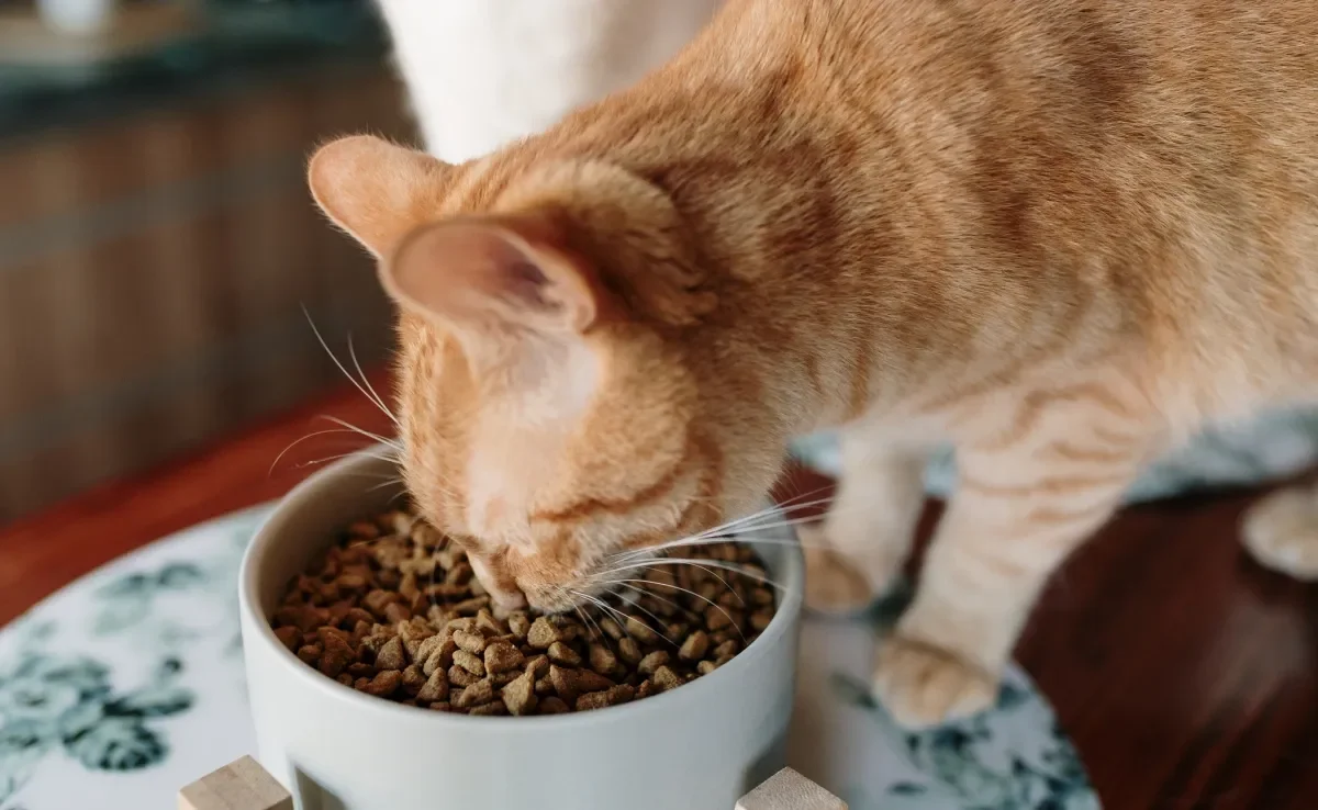 Ração para gatos castrados tem menos calorias e maior teor de fibras